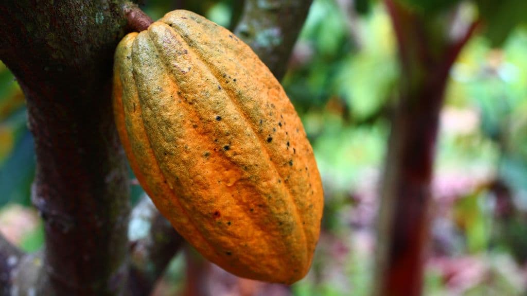 Madagascar Cocoa Beans – Trinitario Fine Flavour